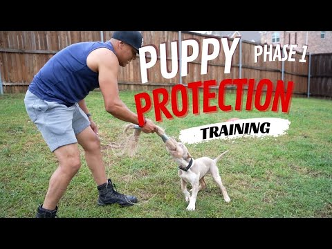Phase 1: Puppy Protection Training 101