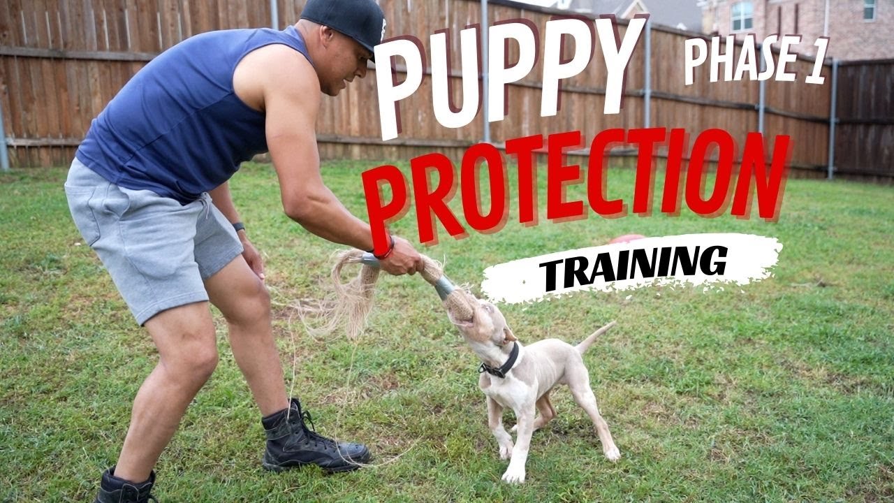 Phase 1 Puppy Protection Training 101 YouTube