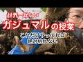 【世界一詳しい観葉植物の授業】ガジュマルの育て方