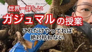 【世界一詳しい観葉植物の授業】ガジュマルの育て方