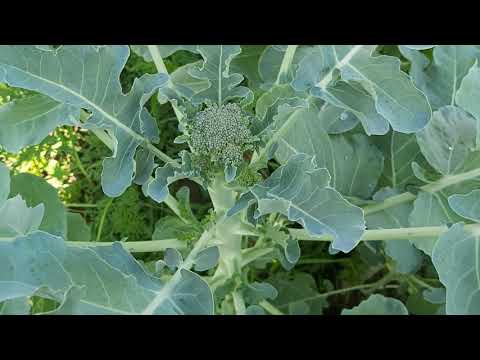 Video: Broccoli: Reguli De Plantare și Creștere