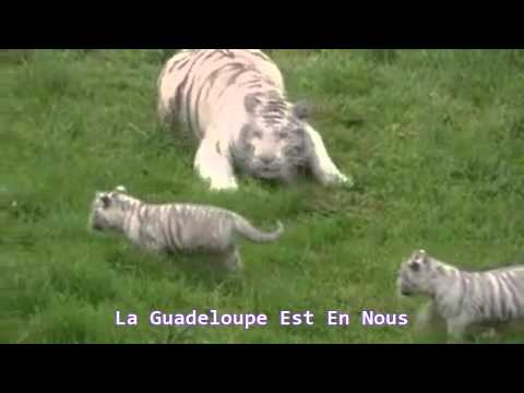 Naissance de deux bbs tigres blancs en France :-)