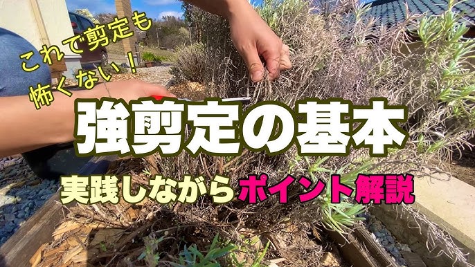 強剪定の基本 実際にやりながらしっかり解説します 株が復活 地植え ハーブ 宿根草 Youtube