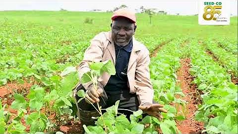 @seedcozimcelebrating 85 years in Mazowe, Samuel Chipingazi of New Valley Farm.