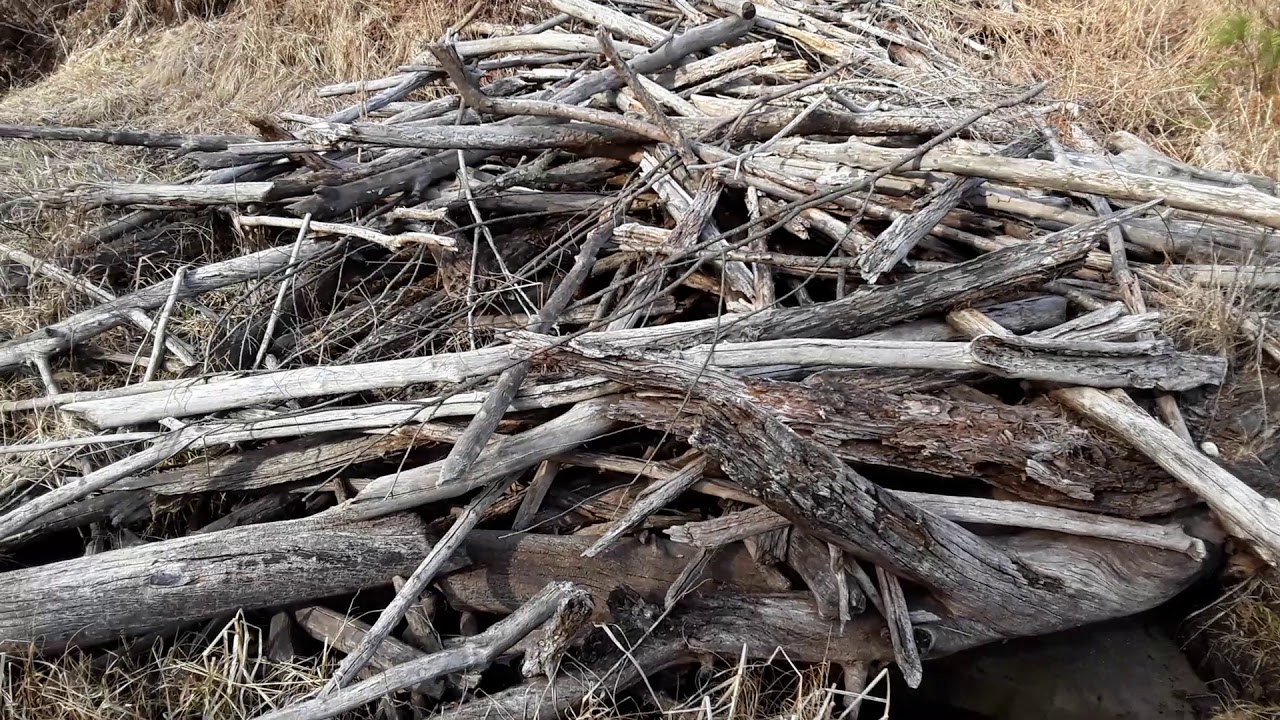 camera iphone 8 plus apk Walking around a beaver swamp while the water's low