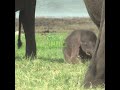 Adorable Elephant Mom and Baby Bond ❤️🐘