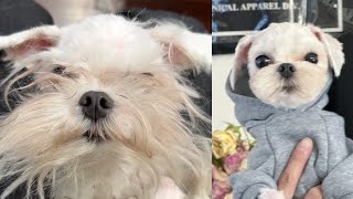 MALTESE GROOMING 来自芝加哥的小啾啾今日大改造 #maltese #grooming #cute #puppy