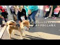 シアトルに柴犬を連れて行ったらアメリカ人にモテモテでした【海外の反応】
