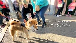 This is what happens when you take a Shiba Inu to Seattle, USA [4K]