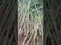 super Napier grass cutting