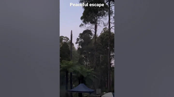 #campinglife #adventure #4wdadventure #4wd #forest #rainforest #nature