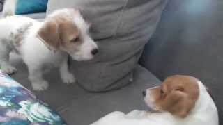 Słodki szczeniak - szczeka na brata Jack Russell terrier