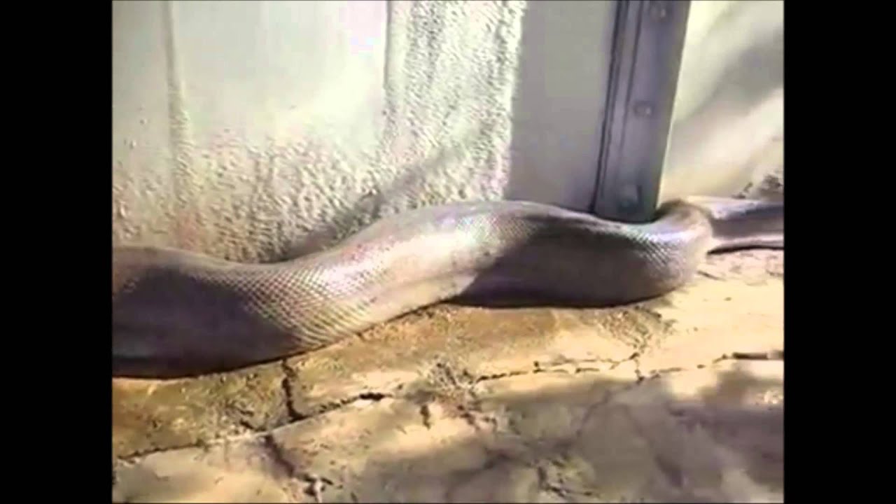 La serpiente mas grande del mundo