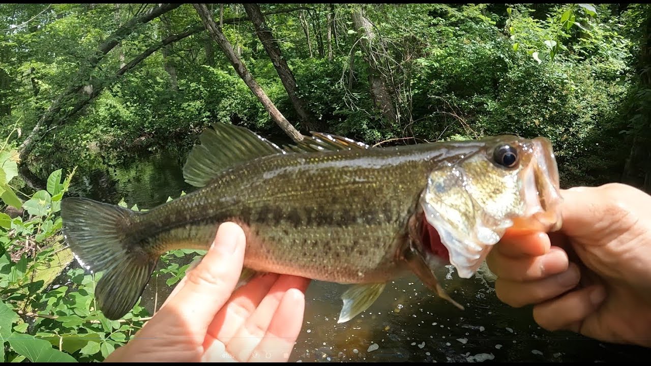 Continued my exploration for fun and good fishing spots near Chappaqua