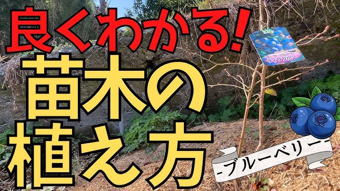 ホームセンターで買ったブルーベリーの苗植えていくよー Youtube ホームセンターで買ったブルーベリーの苗植えていくよー Youtube