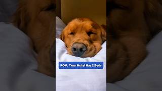 POV: Your pet friendly hotel room has 2 beds so 1 must be just for our dog! #GoldenRetriever #Shorts