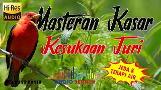 Masteran Kasar Tembakan Rapat Isian Murai Cucak Ijo Dan Kacer Disukai Juri