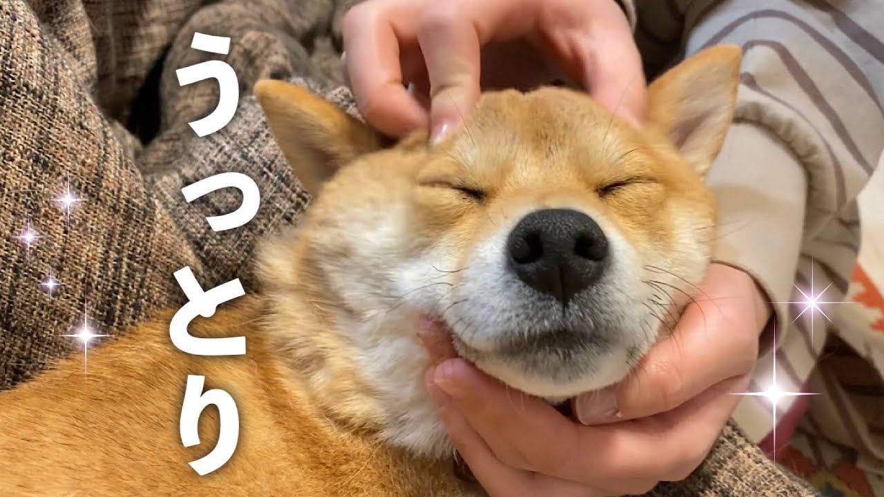 マッサージが気持ちよすぎてうとうとしちゃう柴犬 - YouTube