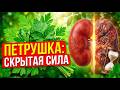 Петрушка для почек? 3 доказанных механизма за 30 дней