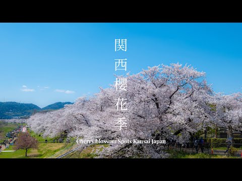 【關西地區最佳賞櫻景點】Discover the Best Cherry Blossom Spots in Kansai Japan