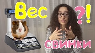 🐹 Вес морских свинок 🐹 🐹 Вес морских свинок 🐹