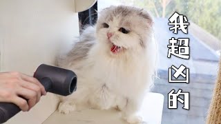 [CC SUB] The talkative kitten with short legs refuses to blow the hair when taking a bath.