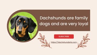 Dachshunds Are Family Dogs and Incredibly Loyal – Discover the Doxie Bond!