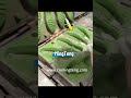 Shoe sole manufacturing, using EVA material, with secondary shaping.