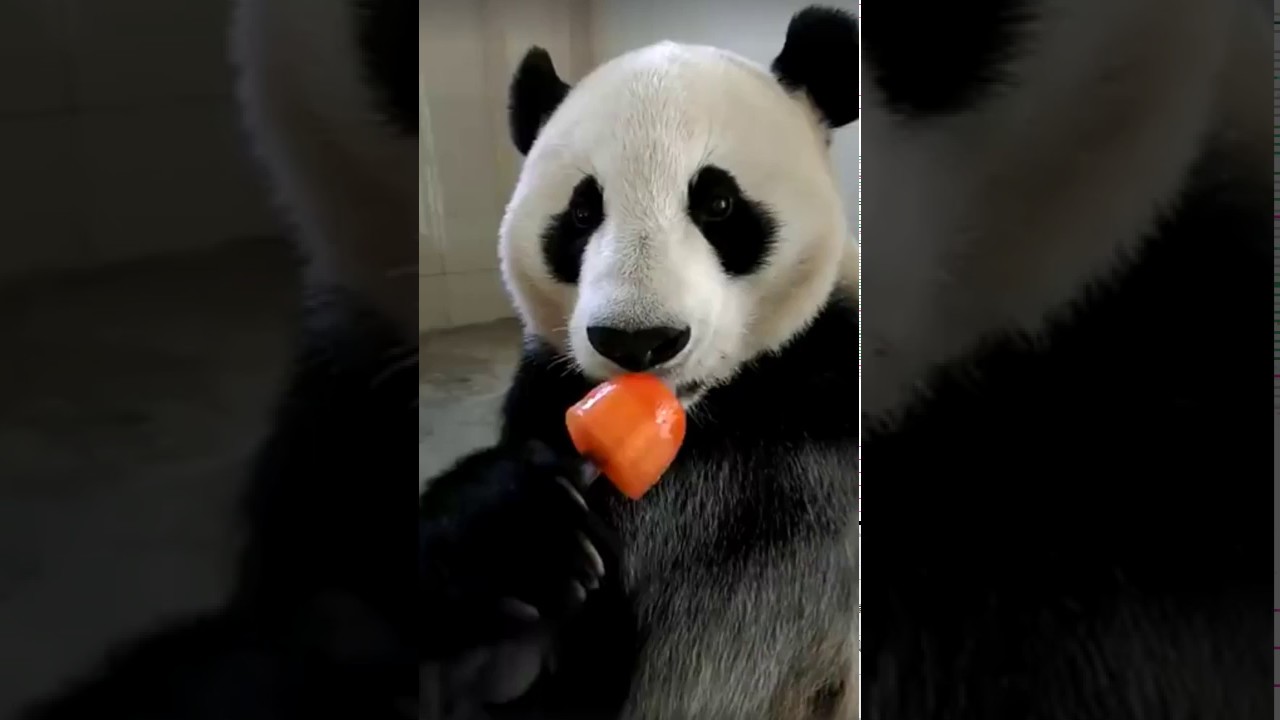 adorable panda licking an