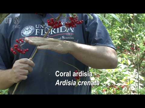 Coral ardisia Ardisia crenata ஐ எவ்வாறு கண்டறிவது