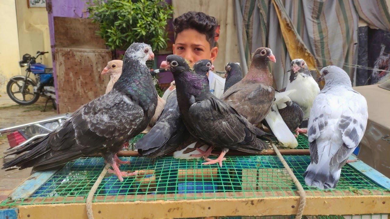 سوق الحمام انهارده في دمياط حمام جامد ببلاش