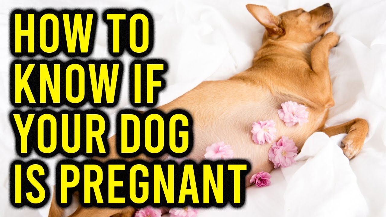 how can you tell if a dog is pregnant