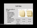 Introduction to Cells and Microscopy Quiz