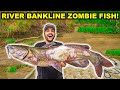 BANKLINE Zombie Catfishing the RIVER!!! (Catch Clean Cook)