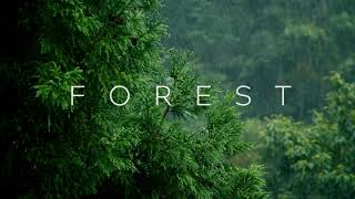 Raining in amazon forest.Ambience sounds for yoga meditation relax stress relief healing and more