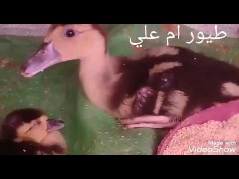 فيديو: شفاء طحلب البط صغير