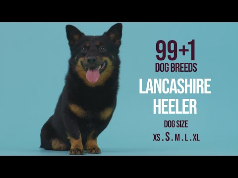 Video: Lancashire Heeler Plemeno Psa Hypoalergénne, Zdravie A životnosť