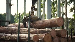 Red Grandis (FSC) - available at Thaweephan Wood Products