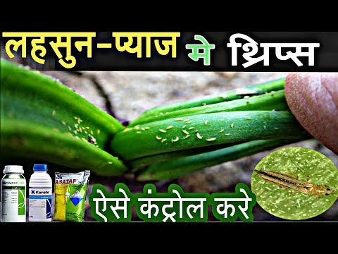 how control thrips in garlic & onion crop | लहसुन ओर प्याज मे थ्रिप्स कन्ट्रोल