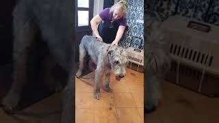 Irish wolfhound grooming 5PET STARS salon & Grooming school IGA