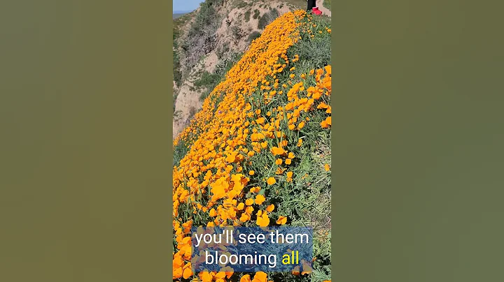 The California Poppies are Blooming! #California #poppies - DayDayNews