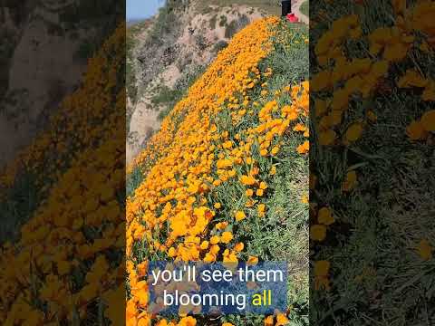 Video: Antelope Valley California Poppy Reserve Guide: Planera din resa