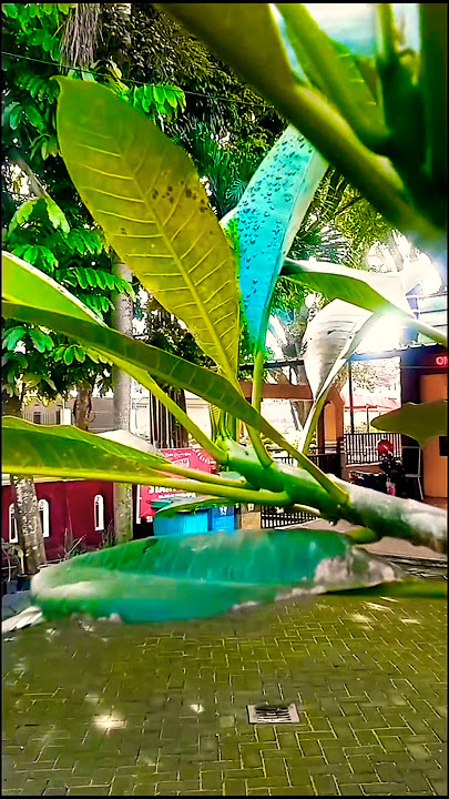 Arjowinangun sub-district office yard, #shorts #short #viralshort #viralshorts