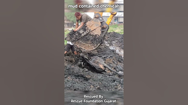 The Cow Stuck in the Mud #shorts