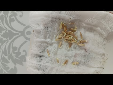 Жас кеуделі жалаңаш қыздар Үлкен мүшесі кемпірді трахает