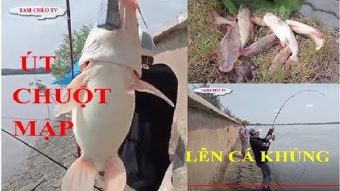 CÂU TRÚNG BẦY CÁ ÚT CHUỘT KHỦNG SÔNG LÒNG TÀU CẦN GIỜ