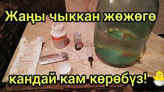 Жаңы чыккан жөжөгө кандай кам көрүү керек?