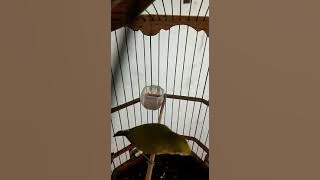 pleci roltem 085777567893