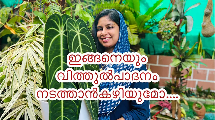 Anthurium pollination from inflorescence