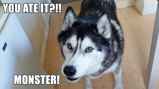 Pretending To EAT My Husky’s Waffle Was A Mistake! by K'eyush The Stunt Dog 281,618 views 3 weeks ago 4 minutes, 14 seconds